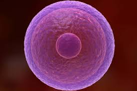 The only nutrients scientific proven to support egg (oocyte) quality