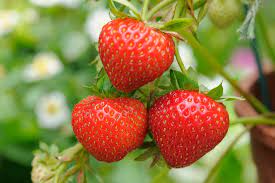 Strawberry