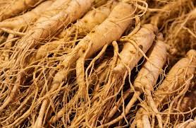Ginseng and fatigue