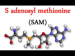 S-Adenosyl-L-Methionine and fatigue fatigue